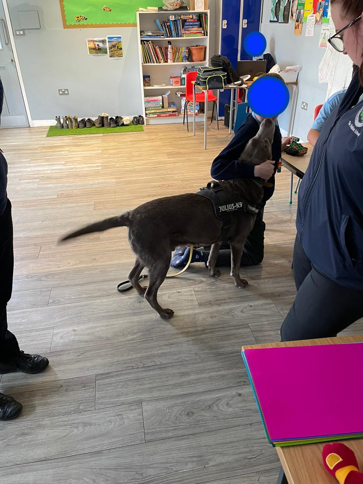 Caring for animals and therapy dogs